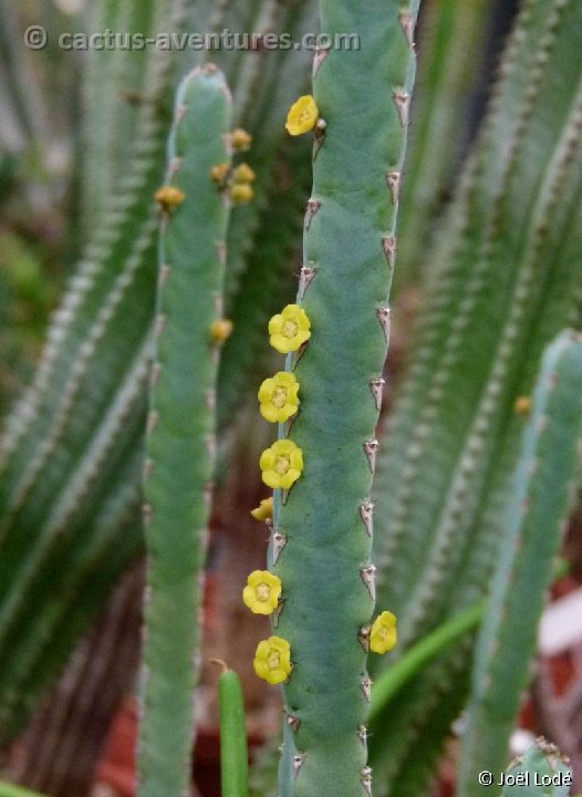 Euphorbia baylissii P1120664